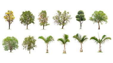 Beyaz arka planda izole büyük ağaç, ağaçlar koleksiyonu.