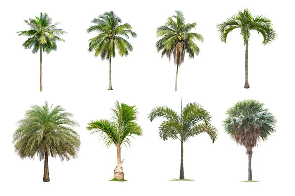 Kokos i palmy izolowane drzewo na białym tle — Zdjęcie stockowe