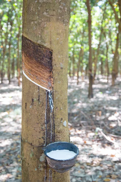 Látex de caucho natural atrapado —  Fotos de Stock