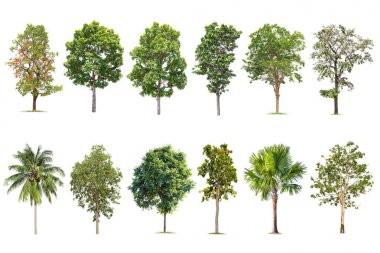 Beyaz arka planda izole büyük ağaç, ağaçlar koleksiyonu.