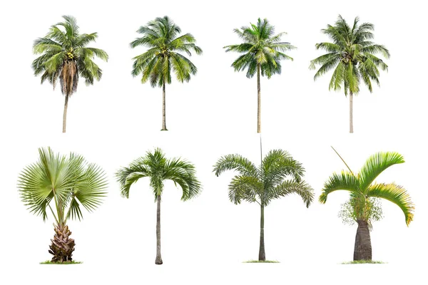 椰子树和棕榈树 在白色背景上孤立的树 — 图库照片