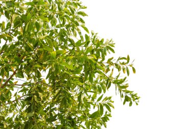 Beyaz arkaplanda yeşil yaprak izole edildi.