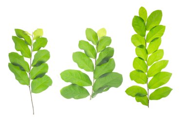 Beyaz arkaplanda yeşil yaprak izole edildi.