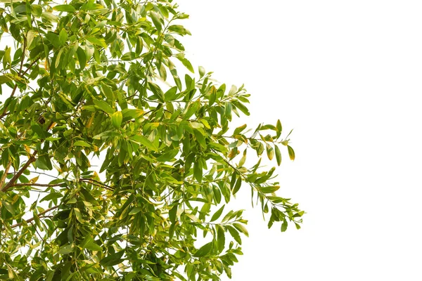 Beyaz arkaplanda yeşil yaprak izole edildi.