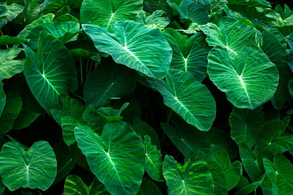 녹색 잎 배경, — 스톡 사진