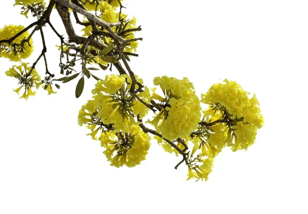 Žlutý květ, samostatný bílé pozadí. — Stock fotografie