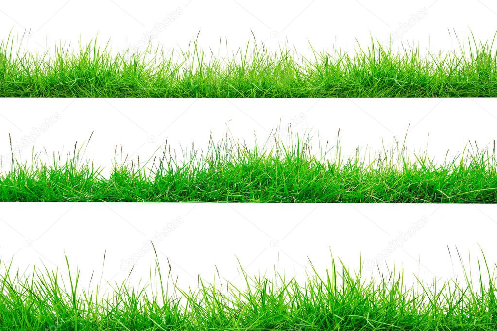 Green Grass Border isolated on white background.