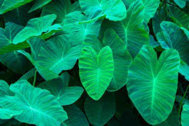 yeşil yapraklar arkaplan,