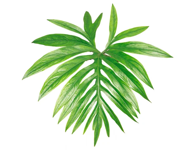 이국적인 큰 열대 정글 잎, — 스톡 사진