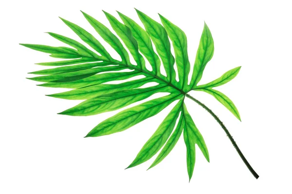 이국적인 큰 열대 정글 잎, — 스톡 사진