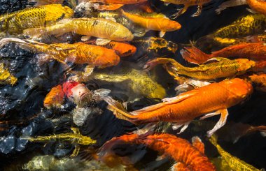 Renkli süslü sazan balık,