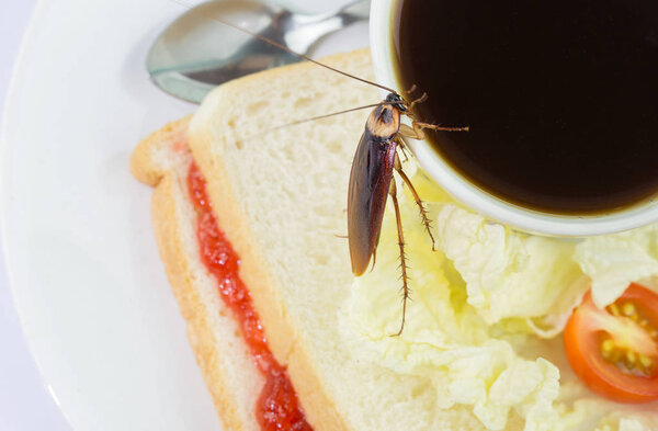 Проблема в доме из-за тараканов, живущих в ки
