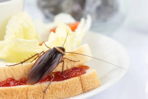 Das Problem im Haus wegen der im Haus lebenden Kakerlaken — Stockfoto