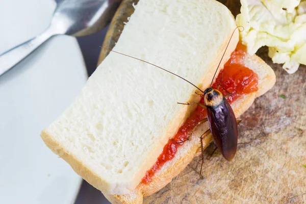 Het probleem in het huis vanwege kakkerlakken wonen in de ki — Stockfoto