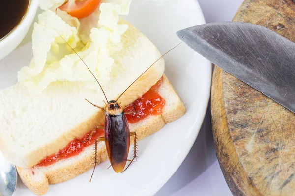 The problem in the house because of cockroaches living in the ki — Stock Photo, Image