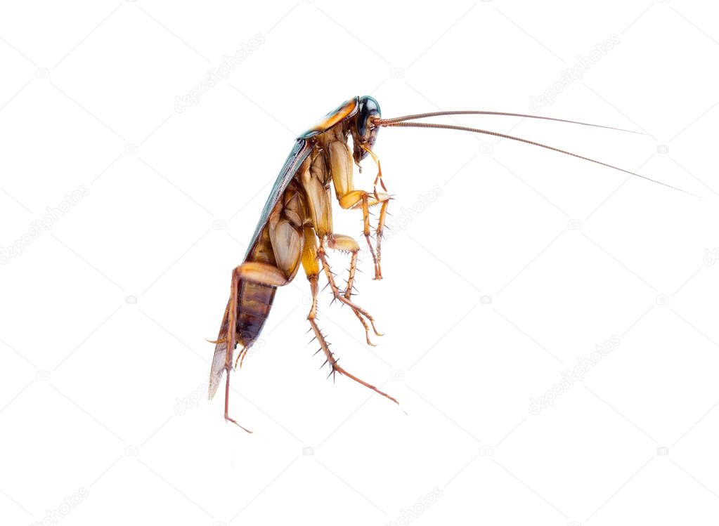 action image of Cockroaches, 
