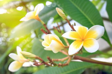 Yumuşak frangipani çiçek veya plumeria çiçek Buket 
