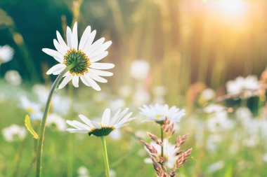 Mavi gökyüzü arka plan üzerinde beyaz papatyalar güzel bir papatya alanı, 