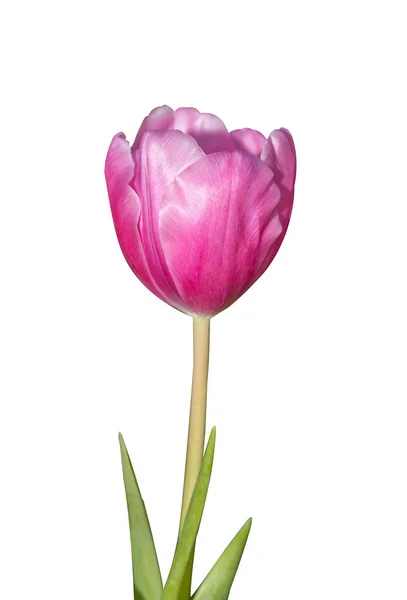Tulipani viola . — Foto Stock