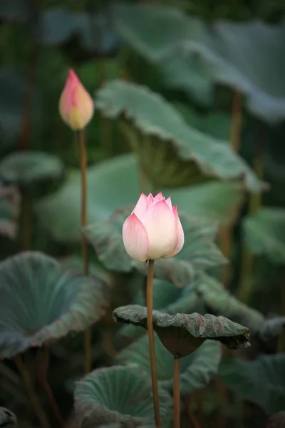 Foglie e fiori di loto e boccioli di loto — Foto Stock