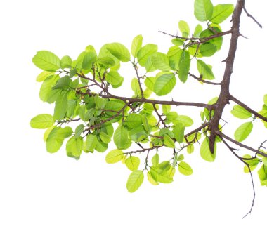 Beyaz arkaplanda yeşil yaprak izole edildi.