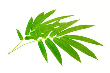 Beyaz arkaplanda izole edilmiş bambu yaprakları.