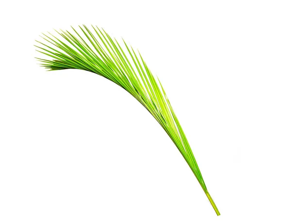 绿色的树叶的棕榈 — 图库照片