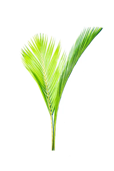 Zielonych liści palmowych — Zdjęcie stockowe
