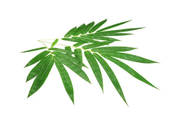 Bambu blad isolerad på vit bakgrund. — Stockfoto