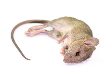 Ölü fare (Mouse), beyaz arka plan üzerinde izole. 