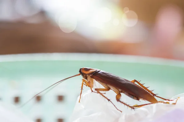 Problemet i huset på grund av kackerlackorna bor i ki — Stockfoto