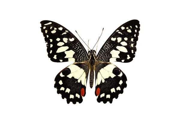 Bela borboleta isolada no fundo branco. — Fotografia de Stock