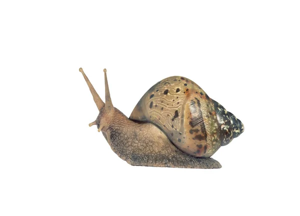 Garden snail isolated on white. snail Achatina on a white backgr — Stock Photo, Image