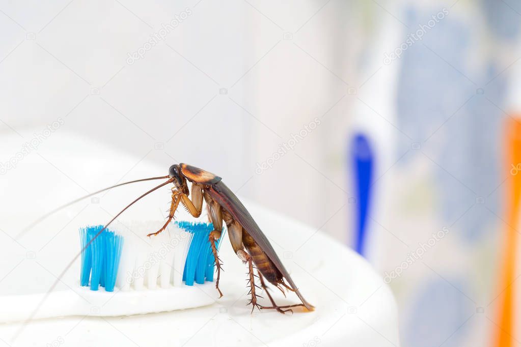 Cockroaches are on the toothbrush in the bathroom,