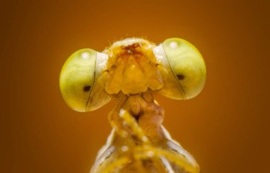 Vahşi Zygoptera yusufçuk Aşırı makro çekim göz. 