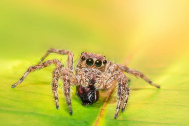 Salticus scenicus zıplayan örümcek. atlama spide makro yakın çekim