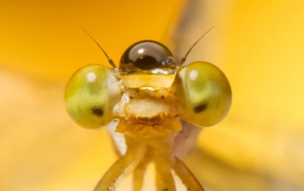 Extremes Makroschuss-Auge einer Zygoptera-Libelle in freier Wildbahn. — Stockfoto