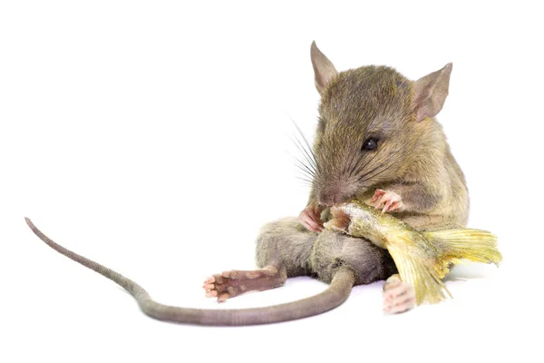 Souris animal rat manger de la nourriture — Photo