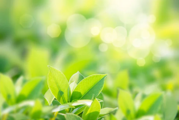Close-up vista da natureza da folha verde no fundo verde desfocado — Fotografia de Stock