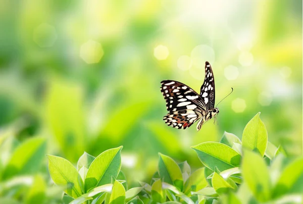 Vista de natureza close-up de borboleta com folha verde em gree borrado — Fotografia de Stock