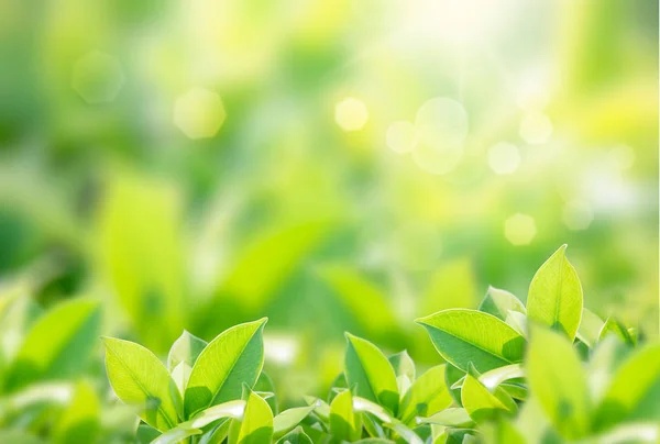 Primo piano vista natura di verde — Foto Stock