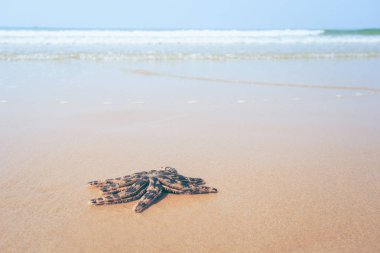Sahilde ve yaz saatinde yıldız balığı,