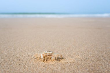 Beyaz bir hayalet yengeç ile çıkıntılı gözleri komik bir yüz yapar,
