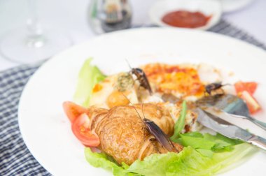 Evde ki içinde yaşayan hamamböcekleri yüzünden sorun