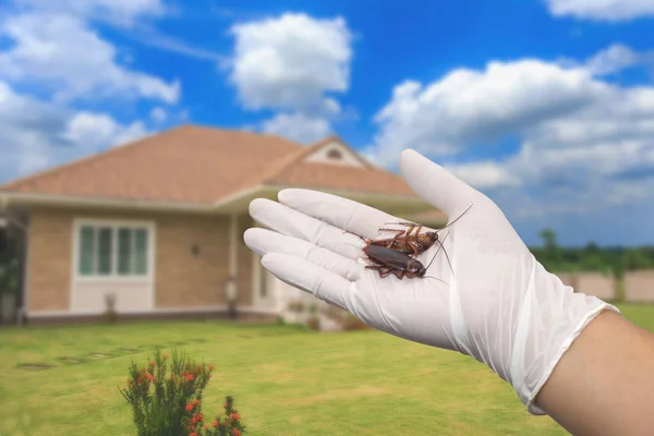 Hand holding cockroaches out of the cockroach home — Stock Photo, Image