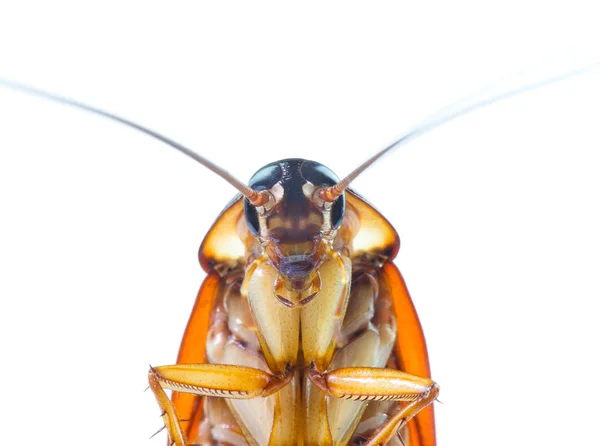 Actie beeld van kakkerlakken, — Stockfoto