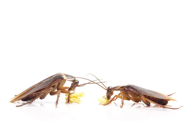 Imagen de acción de las cucarachas , — Foto de Stock