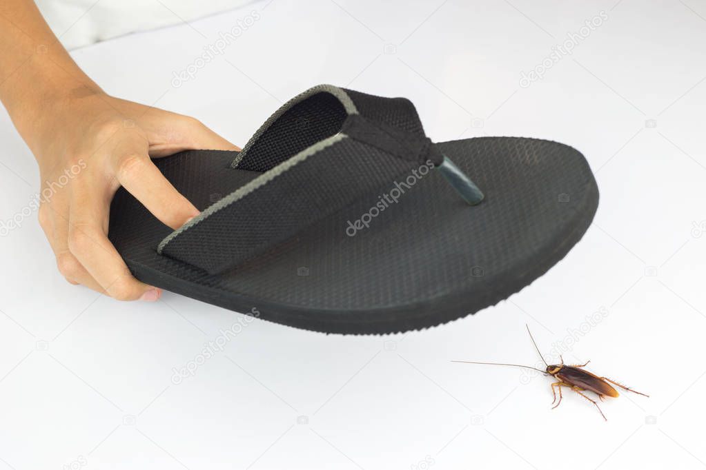 Hand picked black slippers hit cockroaches on white table. 