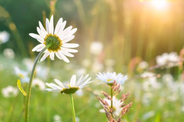 Mavi arkaplanda beyaz papatyalar 