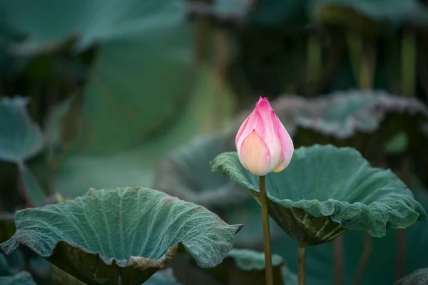 leaf and lotus flower and lotus bud